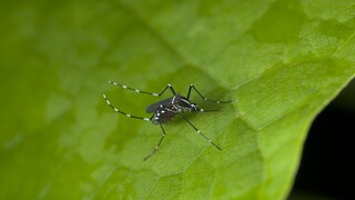 Vedci sterilizujú komáre tigrované, ktoré sa vyskytujú aj na Slovenku. Chcú tak zabrániť šíreniu chorôb