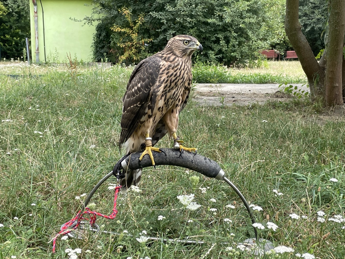 Letisko chránia dravci