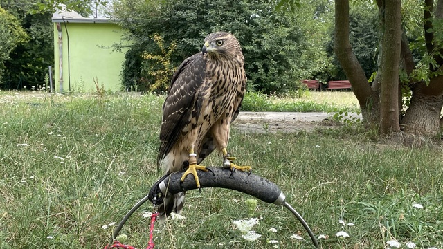 Letisko chránia dravci