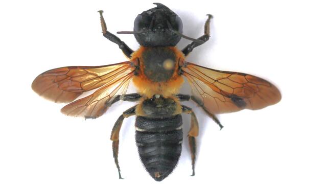 Čalúnnica Megachile sculpturalis