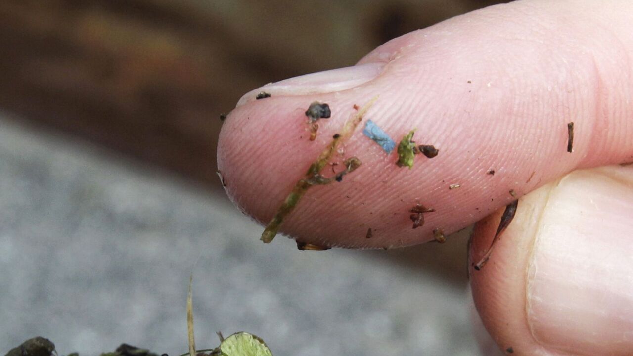 mikroplast - Modrý obdĺžnikový kus mikroplastu sedí na prste výskumníka s environmentálnym vedeckým programom University of Washington-Tacoma potom, čo bol nájdený v troskách zozbieraných z Thea Foss Waterway, v Tacoma, Washington