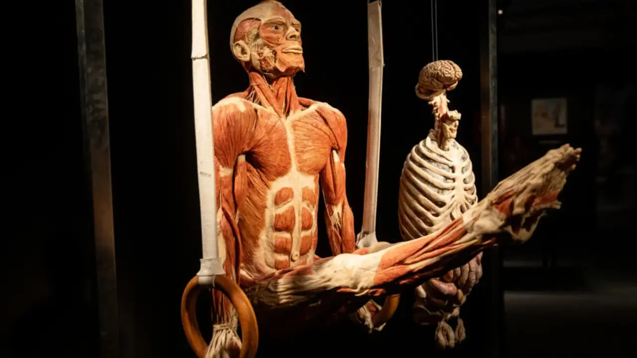 Body Worlds