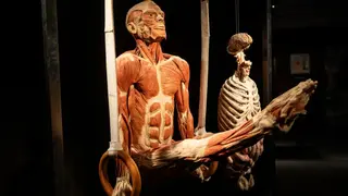 Body Worlds