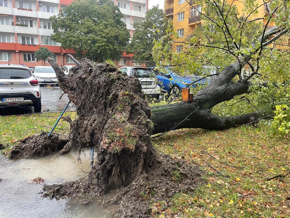 Vyvrátené stromy Bratislava