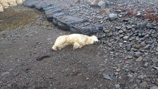 Vzácny úkaz na Islande. Po rokoch sa tam objavil ľadový medveď, polícia ho zastrelila