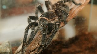 Tarantuly si vyvinuli účinné brnenie. Ako sa pavúky chránia pred smrtiacimi mravcami?