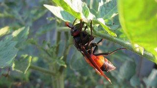 Na juhu Slovenska potvrdili výskyt sršňa ázijského. Invazívny hmyz je hrozbou pre včely a alergikov 