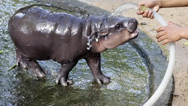 hrošík zoo thajsko 