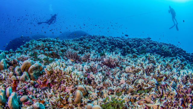 Manu San Félix, National Geographic Pristine Seas