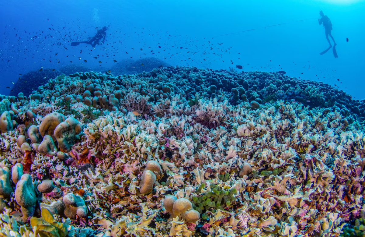 Manu San Félix, National Geographic Pristine Seas