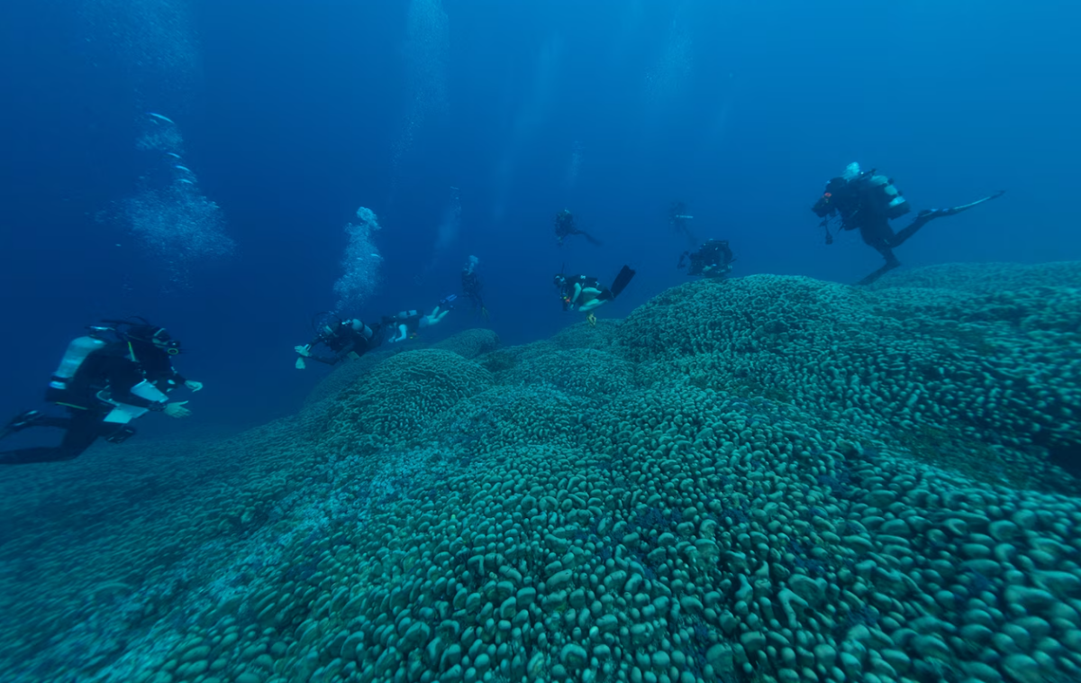 Manu San Félix, National Geographic Pristine Seas