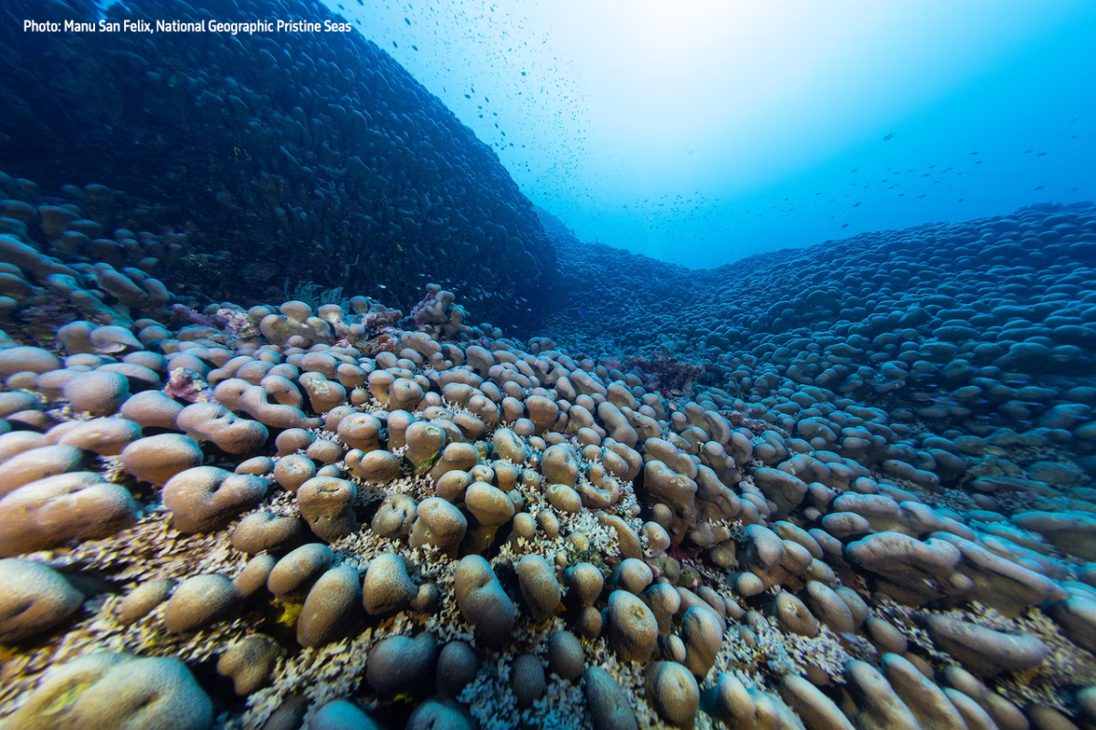 Manu San Félix, National Geographic Pristine Seas