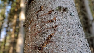 Okoloidúcich privolal nárek. Vo Veľkej Fatre našli medveďa, niekto ho strelil bez povolenia. Pytliactvo, tvrdí Kuffa