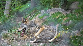 Vyhláška, ktorá urobí z chráneného vlka lovnú zver. TANAP reaguje príkazným listom, mimovládky žiadajú stiahnutie