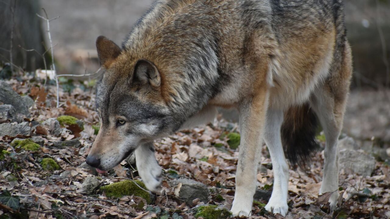 Vlk eurázijský ZOO Bratislava 