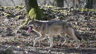 Slovensko pripravuje nový režim lovu vlkov za prísnych podmienok. Envirorezort: Odmietame hystériu