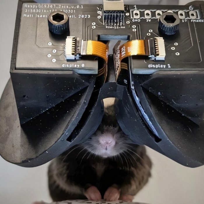 MouseGoggles_00.jpg