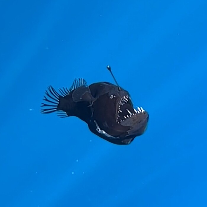 angler fish čierny diabol ryba