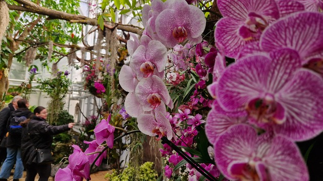 orchidey orchidea 