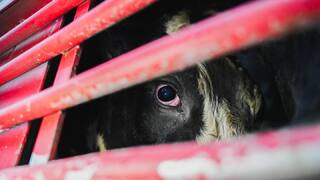 Kopanie do teliat a bitie kráv. Aktivisti odhalili kruté týranie zvierat na českých farmách, ktoré zásobujú známu značku