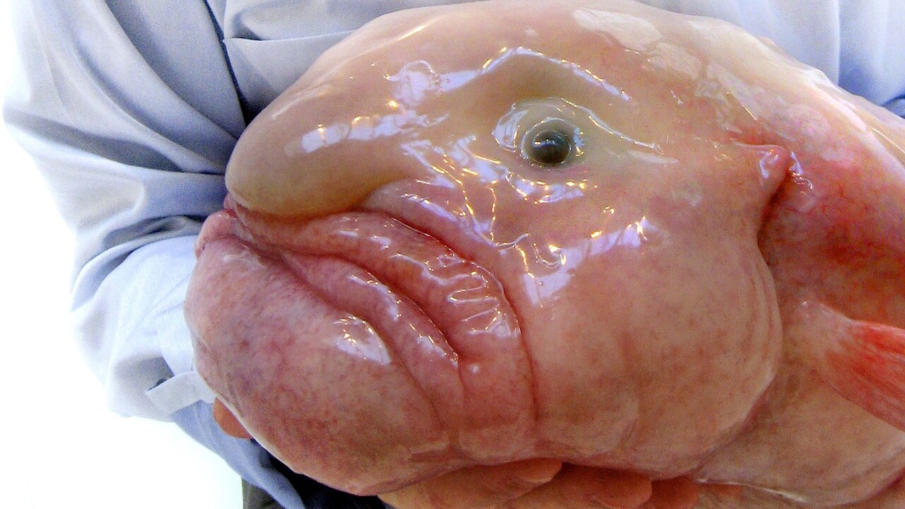 ryba blobfish