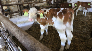 Takáč potvrdil výskyt slintačky a krívačky na Slovensku. Musia vakcinovať stovky kusov dobytka, všetky zoo zatvoria