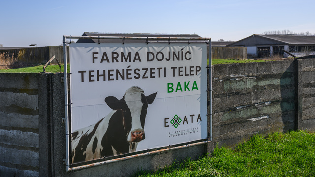 Baka farma krívačka krava 