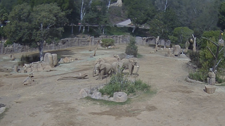 slony zoo slonice san diego