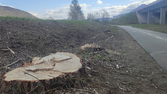stromy výrub považská bystrica